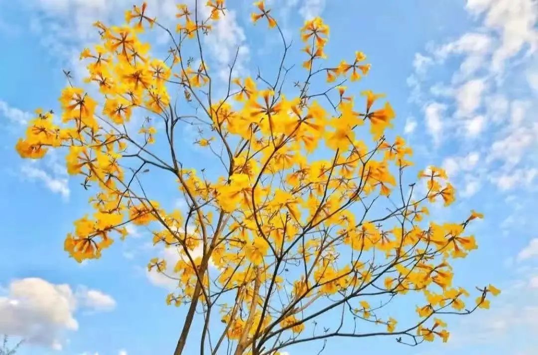 24节气秋分手抄报内容,24节气秋分闽南语解说