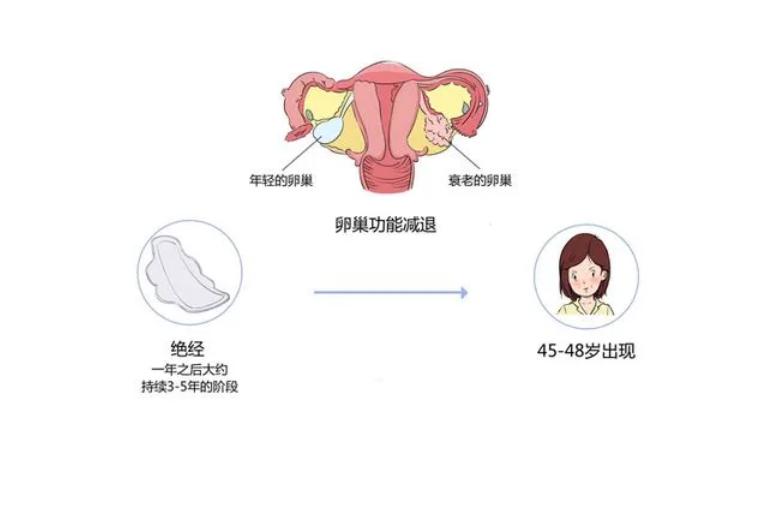 女人绝经后为什么不想再生,女人为什么会绝经后就不怀孕了