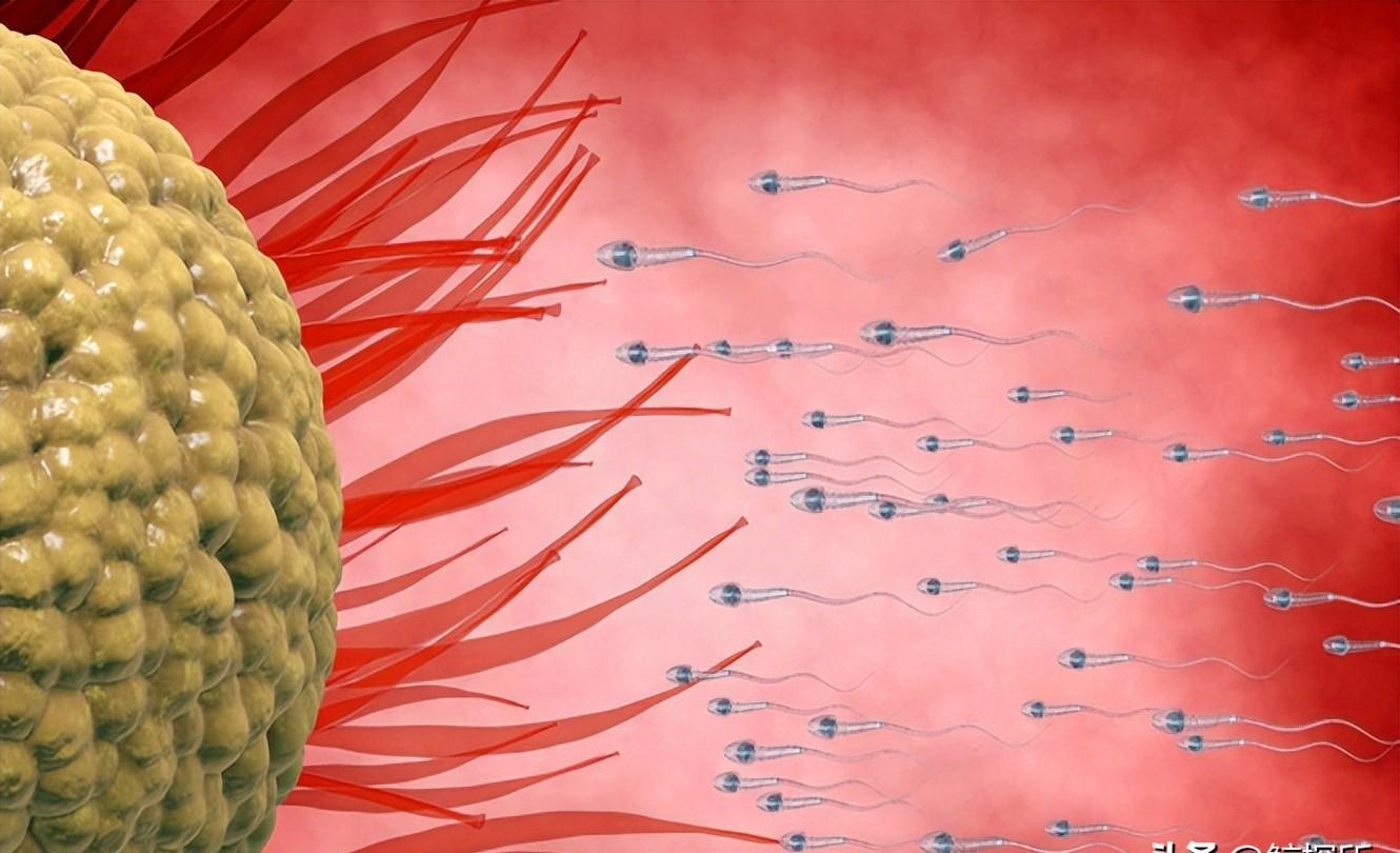 精子的活动轨迹讲解,精子的轨迹分析