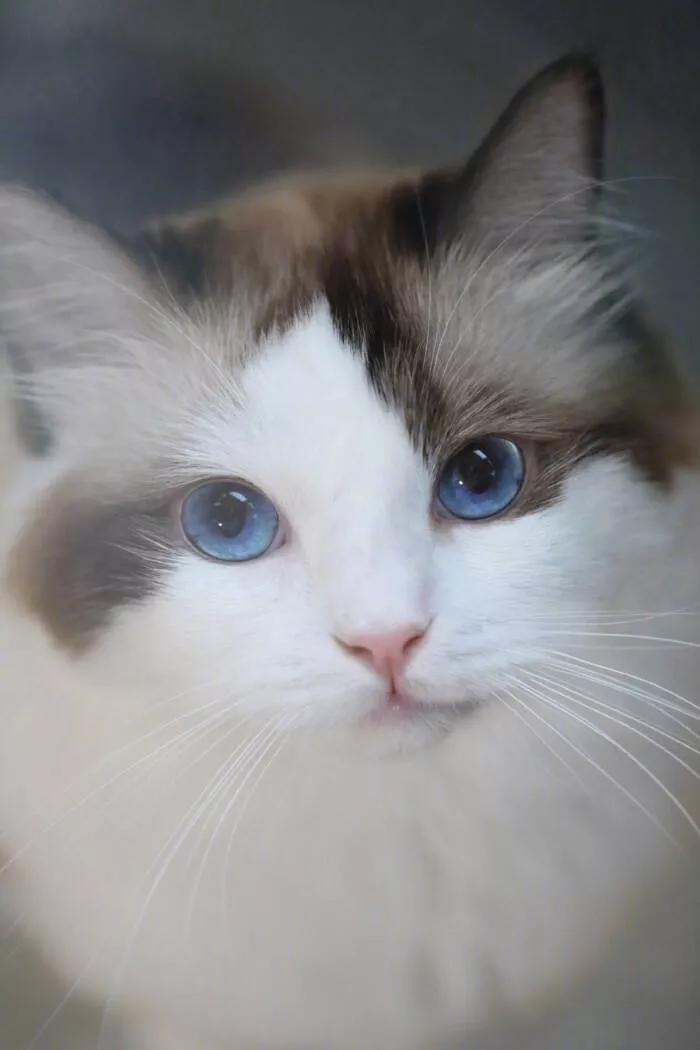 猫肿瘤的症状及治疗方法,猫常见的十八种疾病及其治疗方法