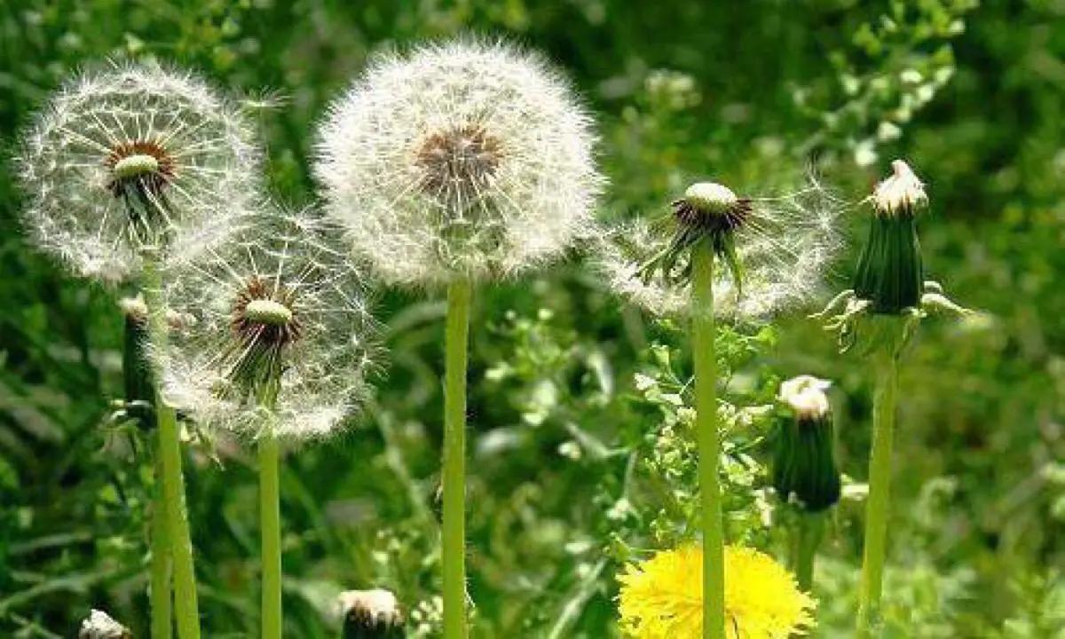 野生蒲公英降血糖,蒲公英是糖尿病的克星吗