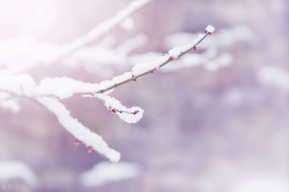 有关冬天的诗句带冬,关于冬天的诗和句子