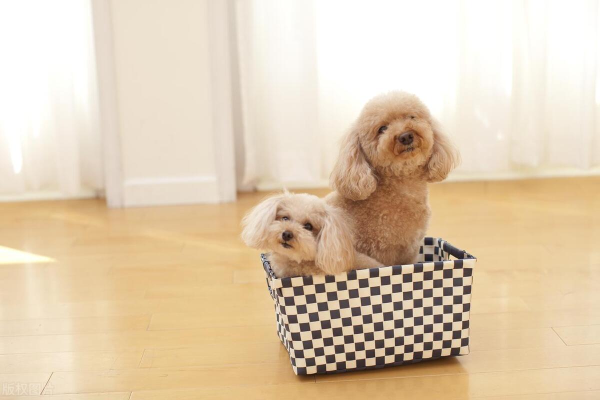 刚接回家的狗注意事项,刚接狗狗回家咳嗽怎么办