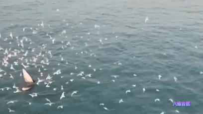 座头鲸张开大嘴捕食,鲸鱼吃巨鲸