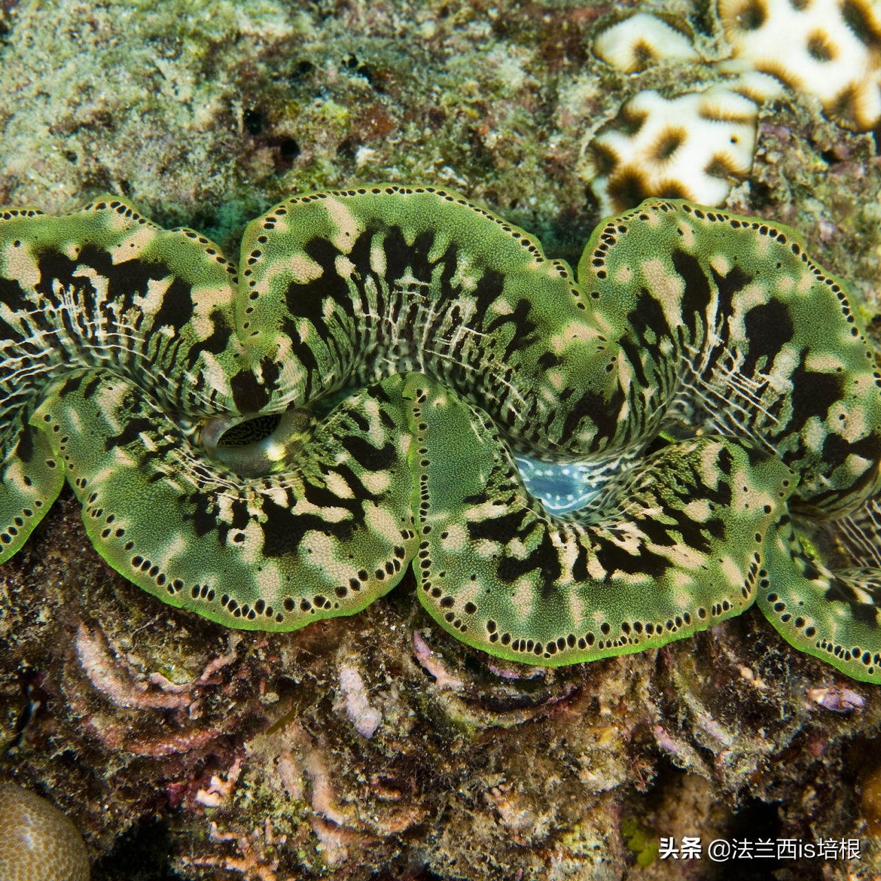 广西精致螺形勺子测评,螺形勺子有毒吗