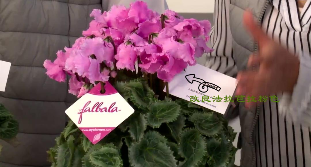 娉曞浗鑾幈灏斾粰瀹㈡潵鍝佺,鑾幈灏斾粰瀹㈡潵