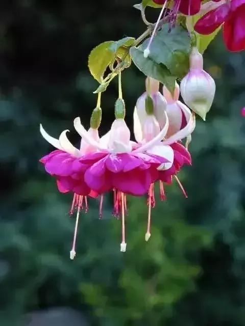 倒挂金钟花图片大赏,开单放鞭炮庆祝图片图文