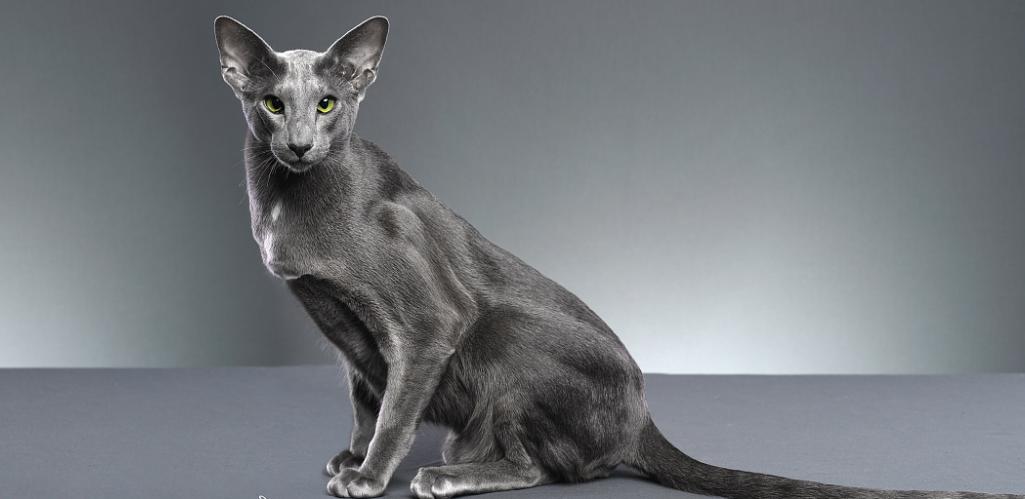 为何古代对玄猫看法不一样，有关黑猫的传说是真的吗？