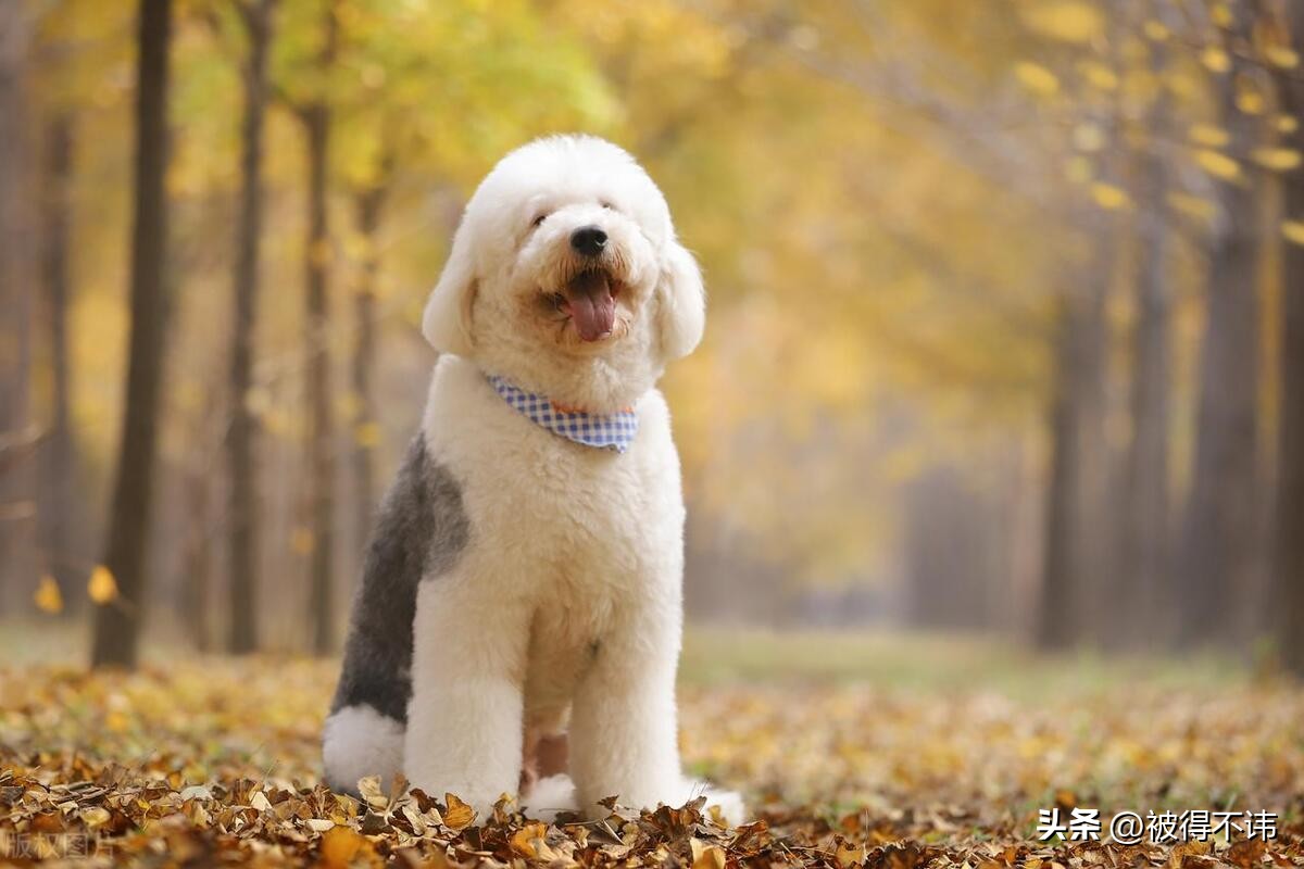 什么狗最好看最便宜最好养,世界上最强的十种狗