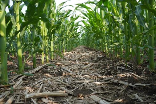 保护东北黑土的建议,保护黑土地端好中国饭碗