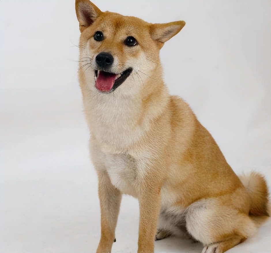 狗一般活多久狗都会死在哪里,全部狗狗的寿命排名