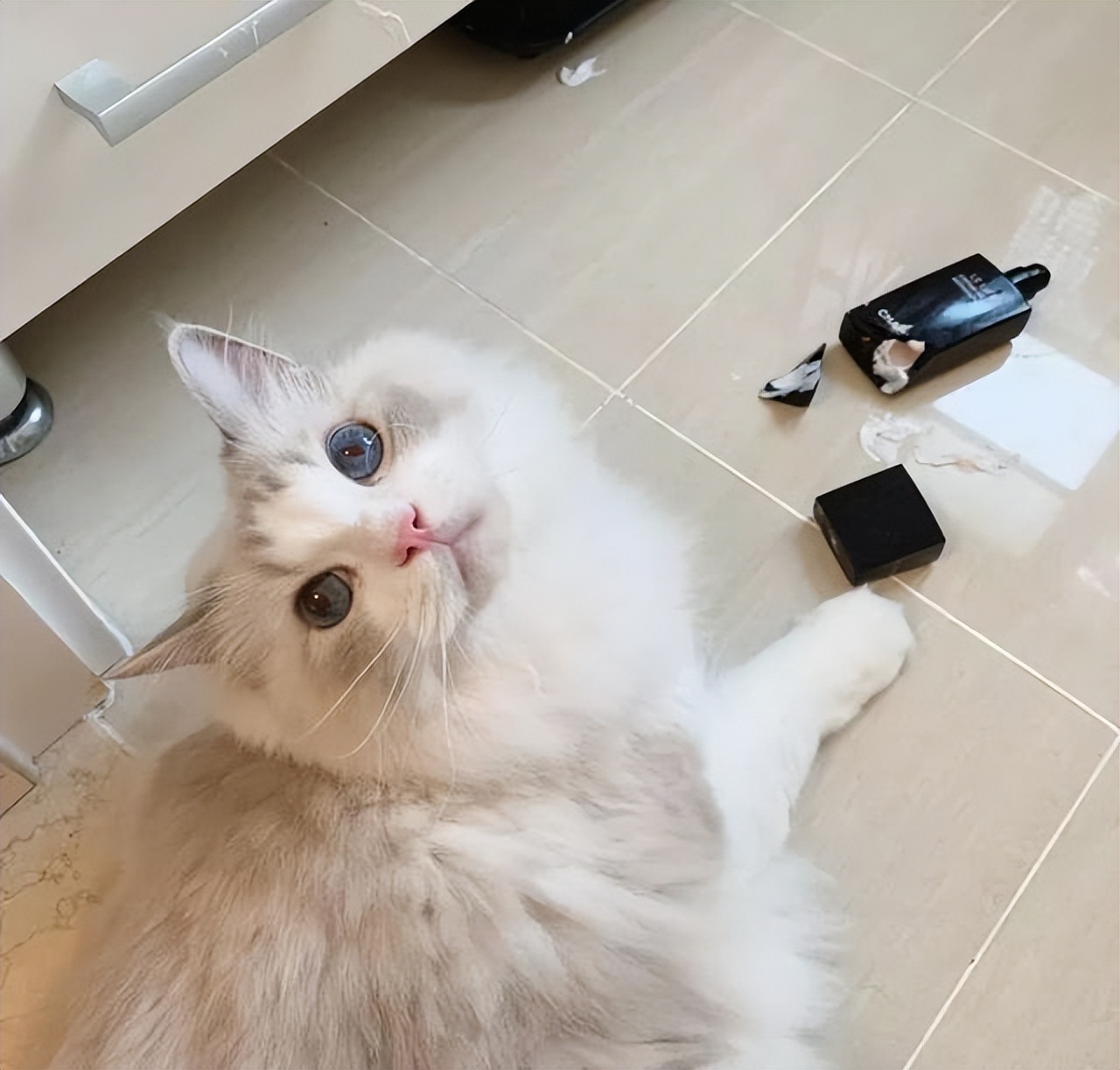 猫咪的12种孤独表现,猫咪感到孤独会有哪些表现