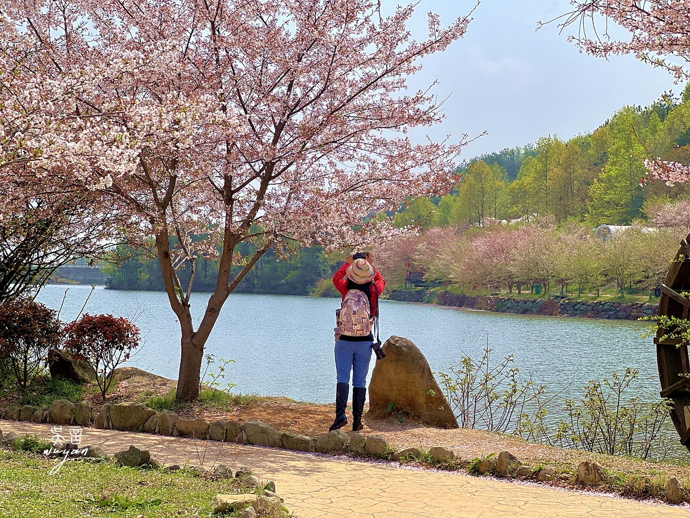 武汉看樱花半日游,武汉看樱花一日游
