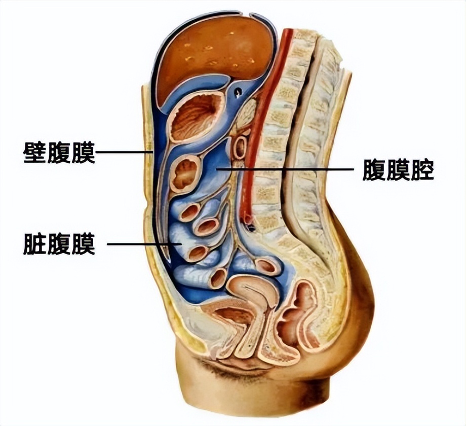 治疗腹膜癌的靶向药有哪些,腹膜癌特效药