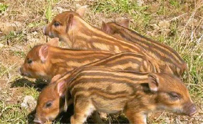 瀹夊窘鎬簨姣嶇尓鐢熶笅閲庣尓,鍐滄潙姣嶇尓浜т笅濂囩壒鐢熺墿