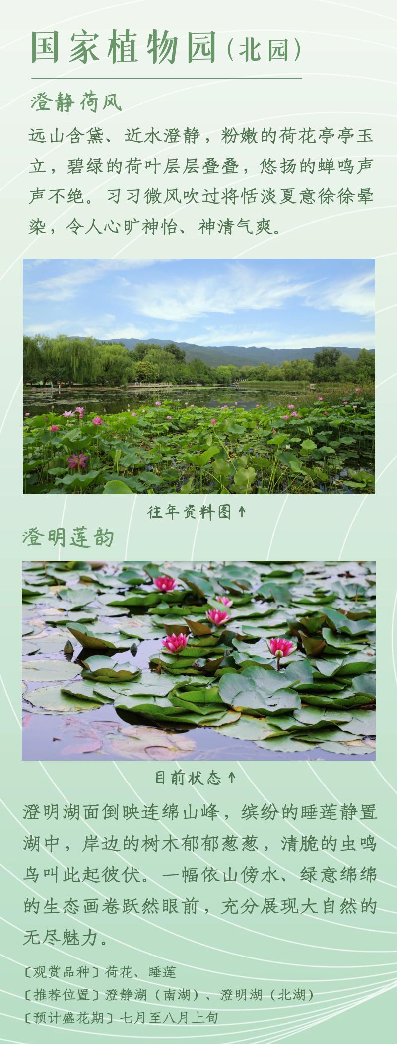 北京赏荷花最佳地点,北京赏荷花的公园