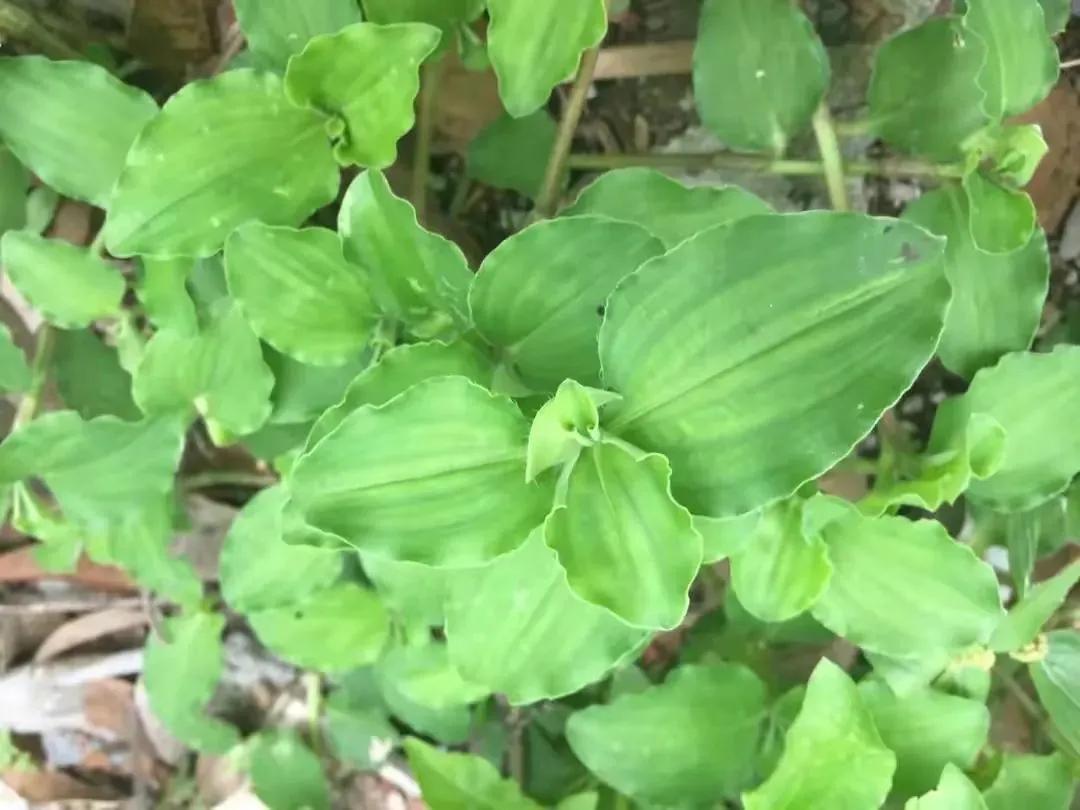 鸭跖草的“亲姐妹”，人称“火柴头”，若在菜地里发现，请别除掉