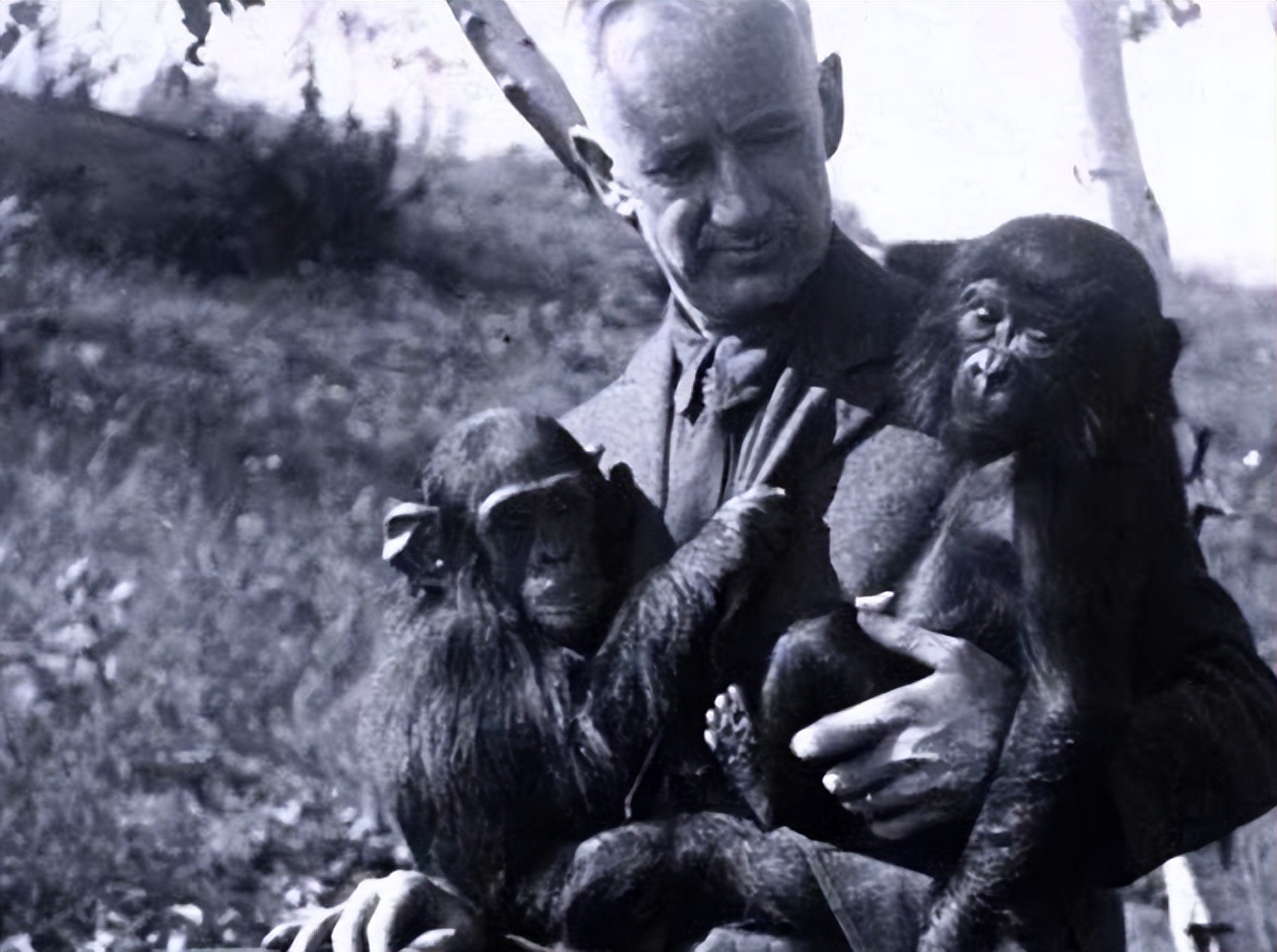 人类动物能混血吗,人类真的能杂交吗