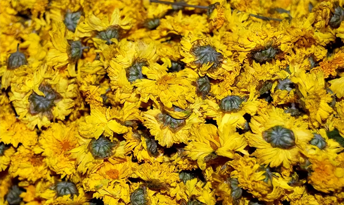 好喝的菊花茶推荐,爱喝茉莉菊花茶