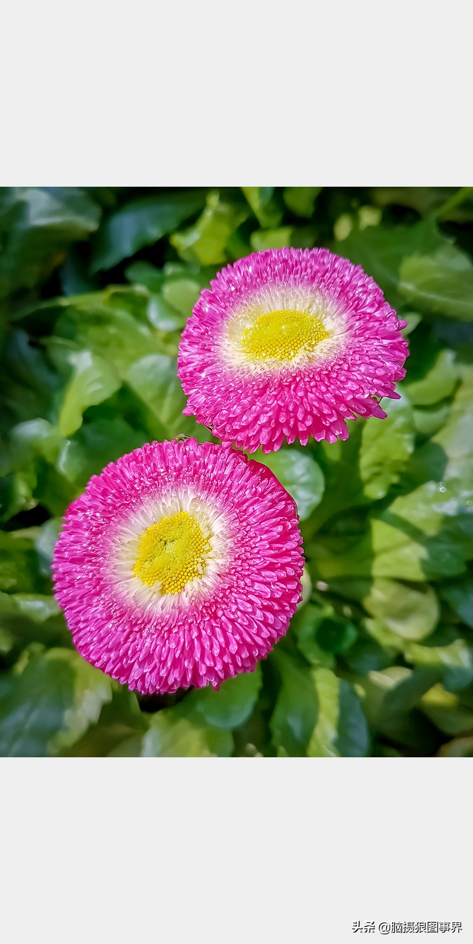 手机拍照不清晰怎么才能拍的好看,vivo手机拍照模糊怎样才能变清晰