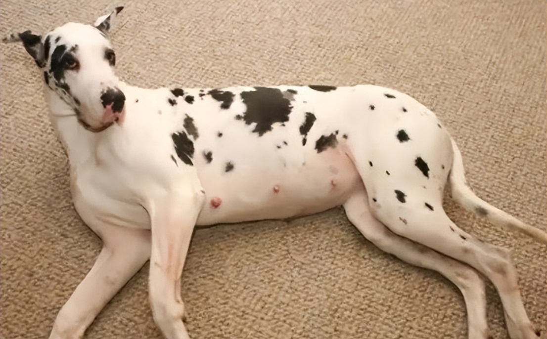 狗快生的时候有什么症状,怎么看出狗生了几只