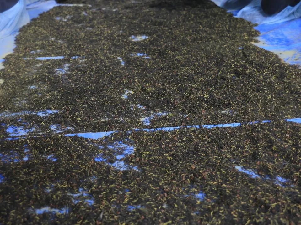 特色产业助力乡村振兴|鄌郚杜仲“小”雄花助农“大”增收