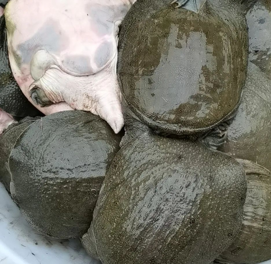 甲鱼多久能长大到2.5斤,甲鱼什么时候跑得最快