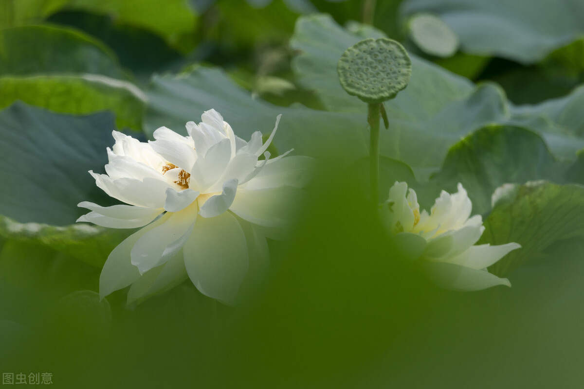 清都的原创诗词，4年作品合集，用文字记录生活