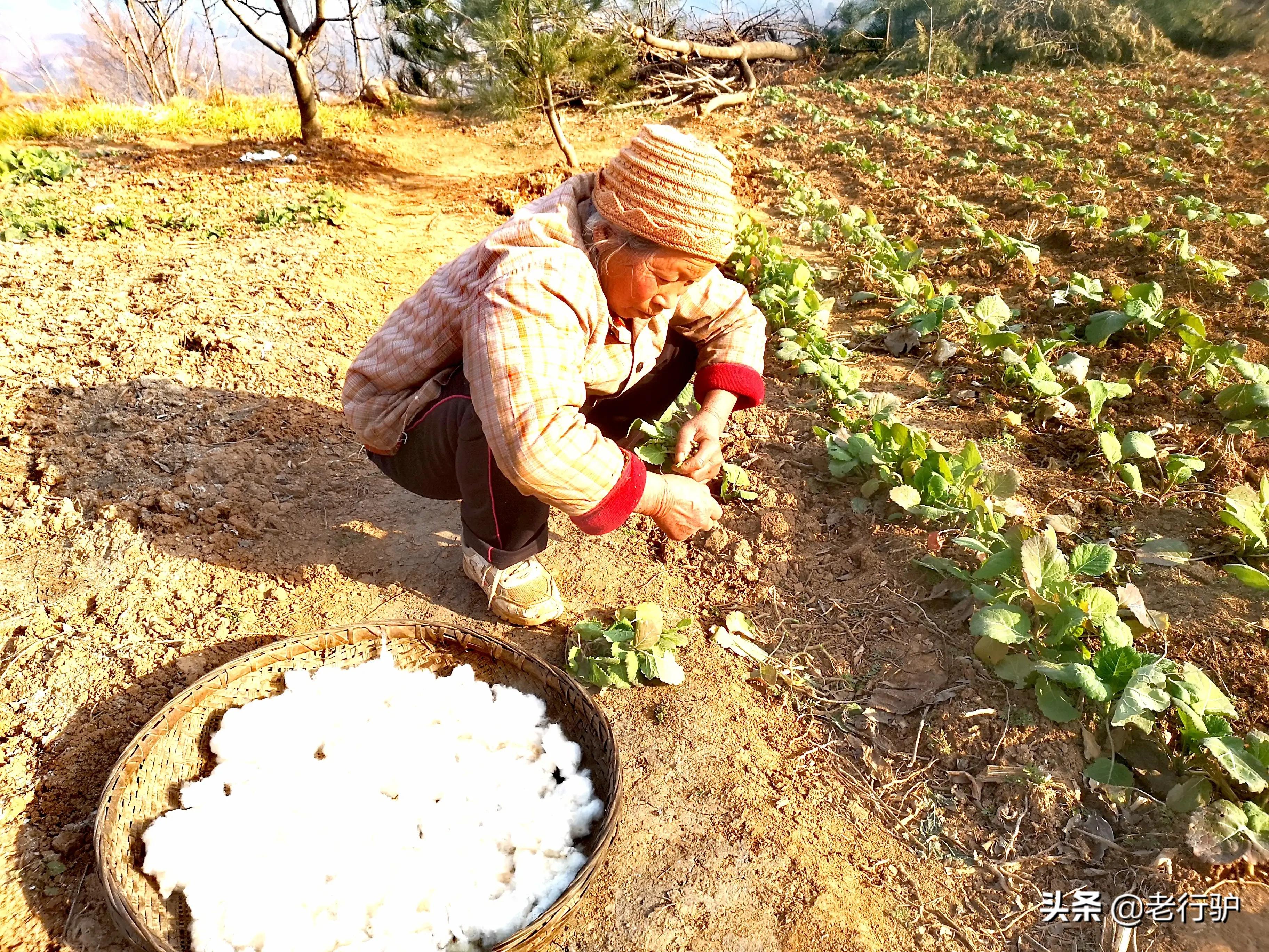 白鹿原白鹿白仙子,白鹿原的白灵和鹿兆海