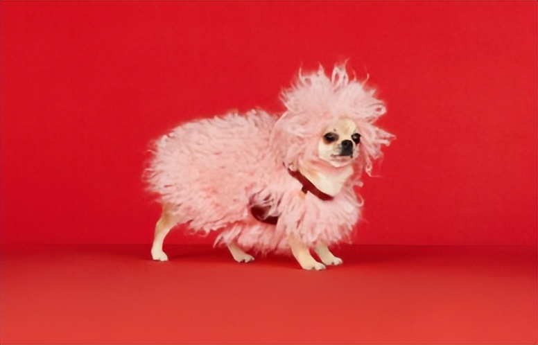 Gucci宠物单品曝光,捡屎包亮了