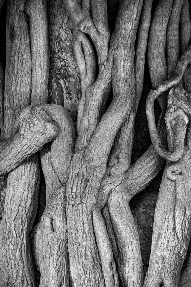 微单时代镜头水平最高的品牌,微单转接老镜头推荐