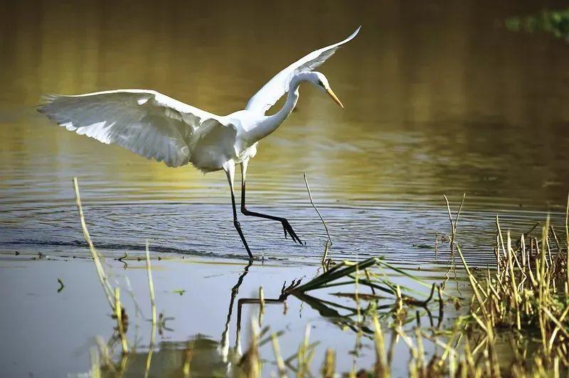 骑行打卡景点,湿地骑行观风景