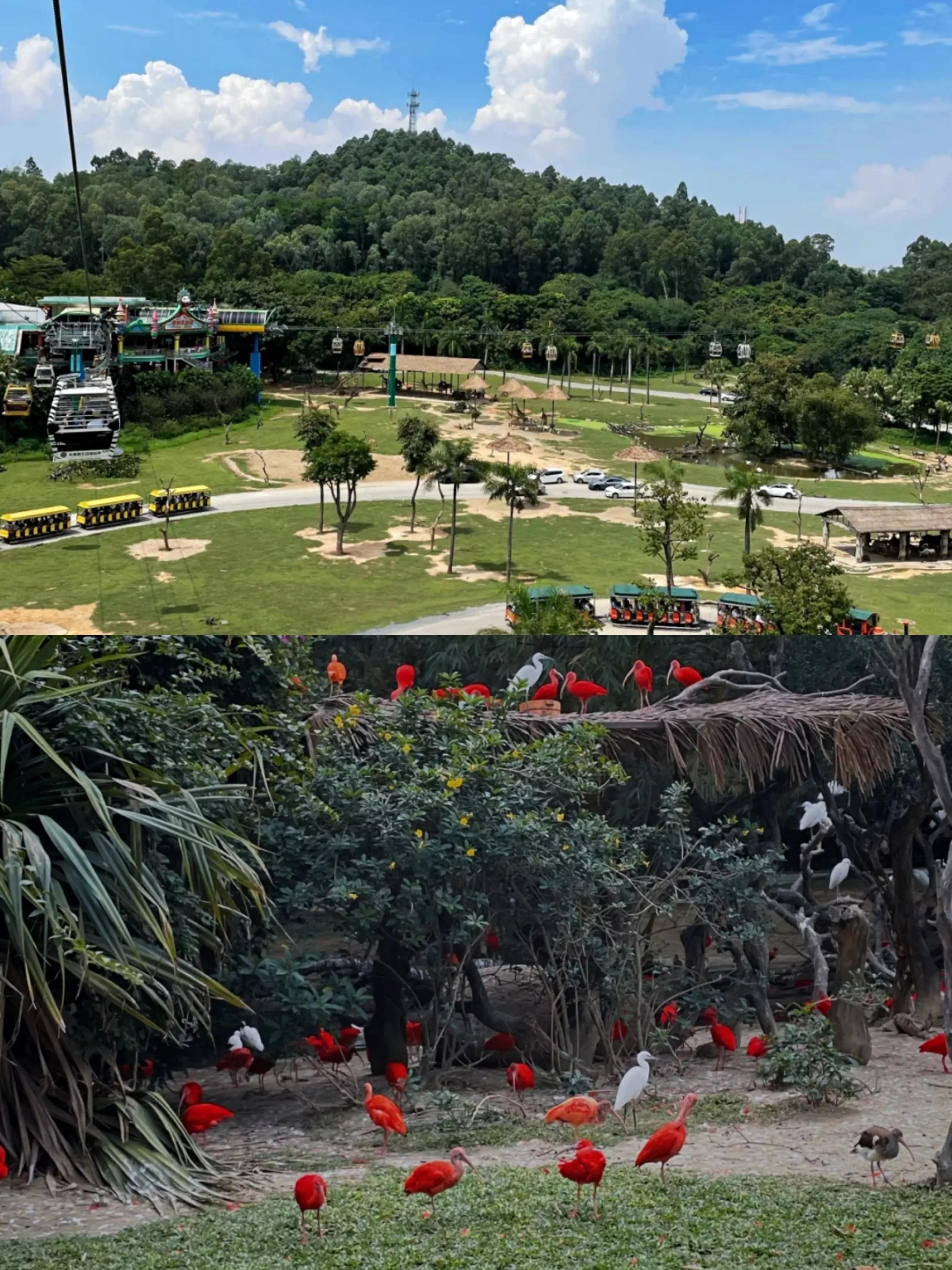 研学亲子游广州长隆野生动物园,长隆动物园攻略亲子游开车