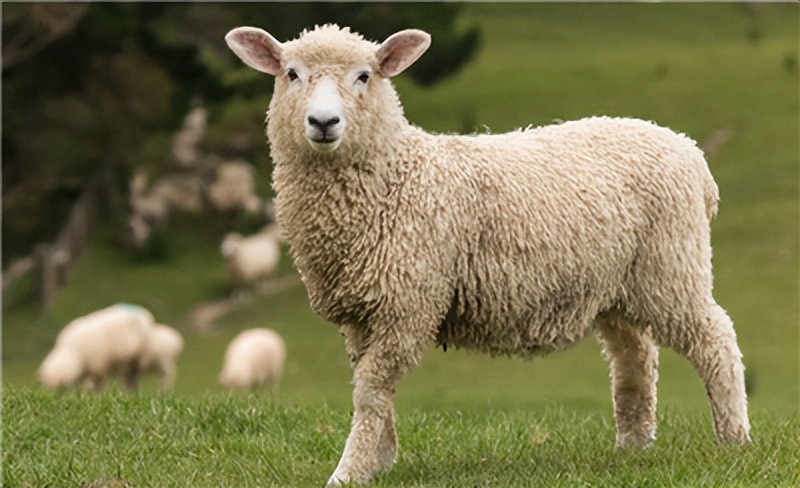 羊尿不下来怎么治疗？解决办法这里有，养羊人一定要看！