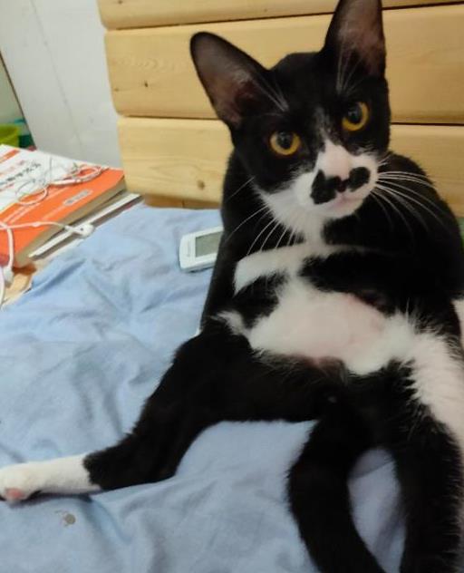 猫咪生病怎么办才能治好,猫咪生病怎么办最好的方法