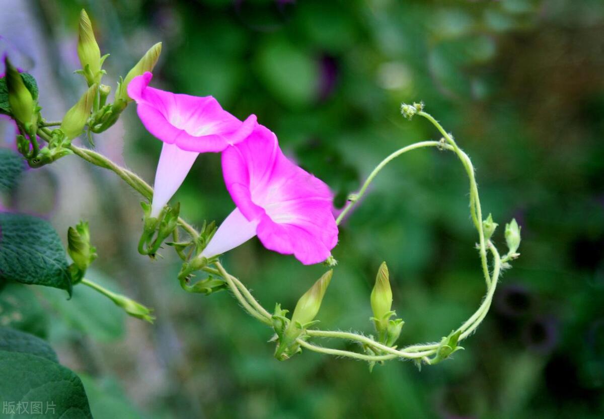 美丽的牵牛花绘本,美丽的牵牛花作文