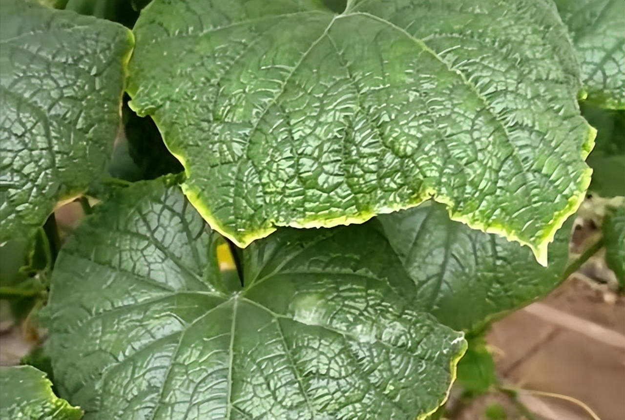 黄瓜叶片“镶金边”？可不是好事！多是7个病因，3个技巧产量高
