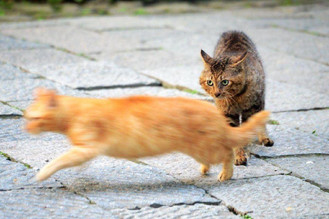 捡来猫咪养不熟的表现,领养的猫咪不粘人养不熟怎么办