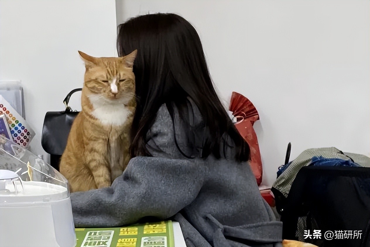 如何给猫猫做品种认证,如何通过科学实验提升猫的智商