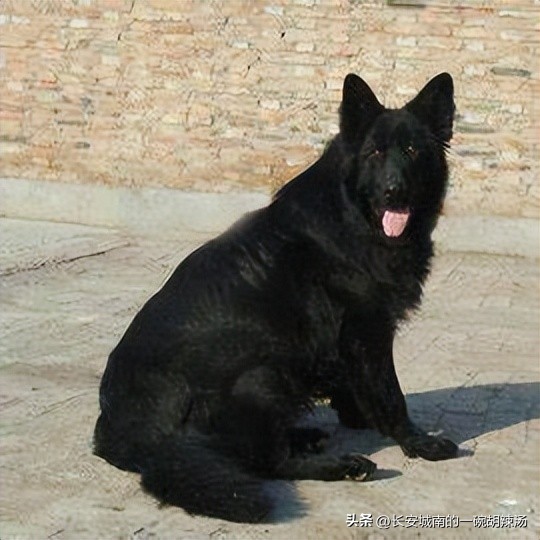 世界名犬狗狗品种大全,世界名犬下司犬排名