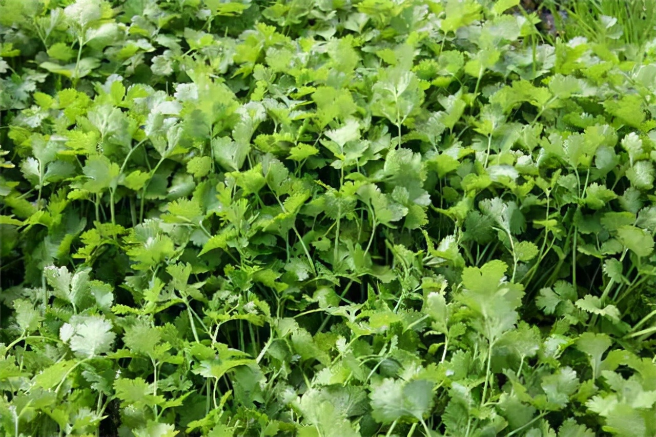 公园路边植物图片,路边的小植物有哪些