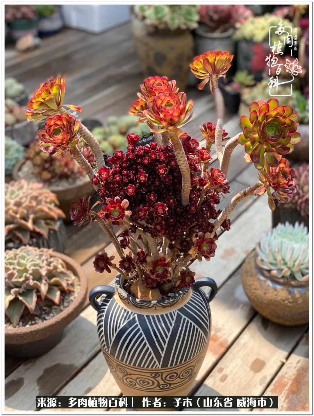 法师多肉成长史,法师多肉新手教程