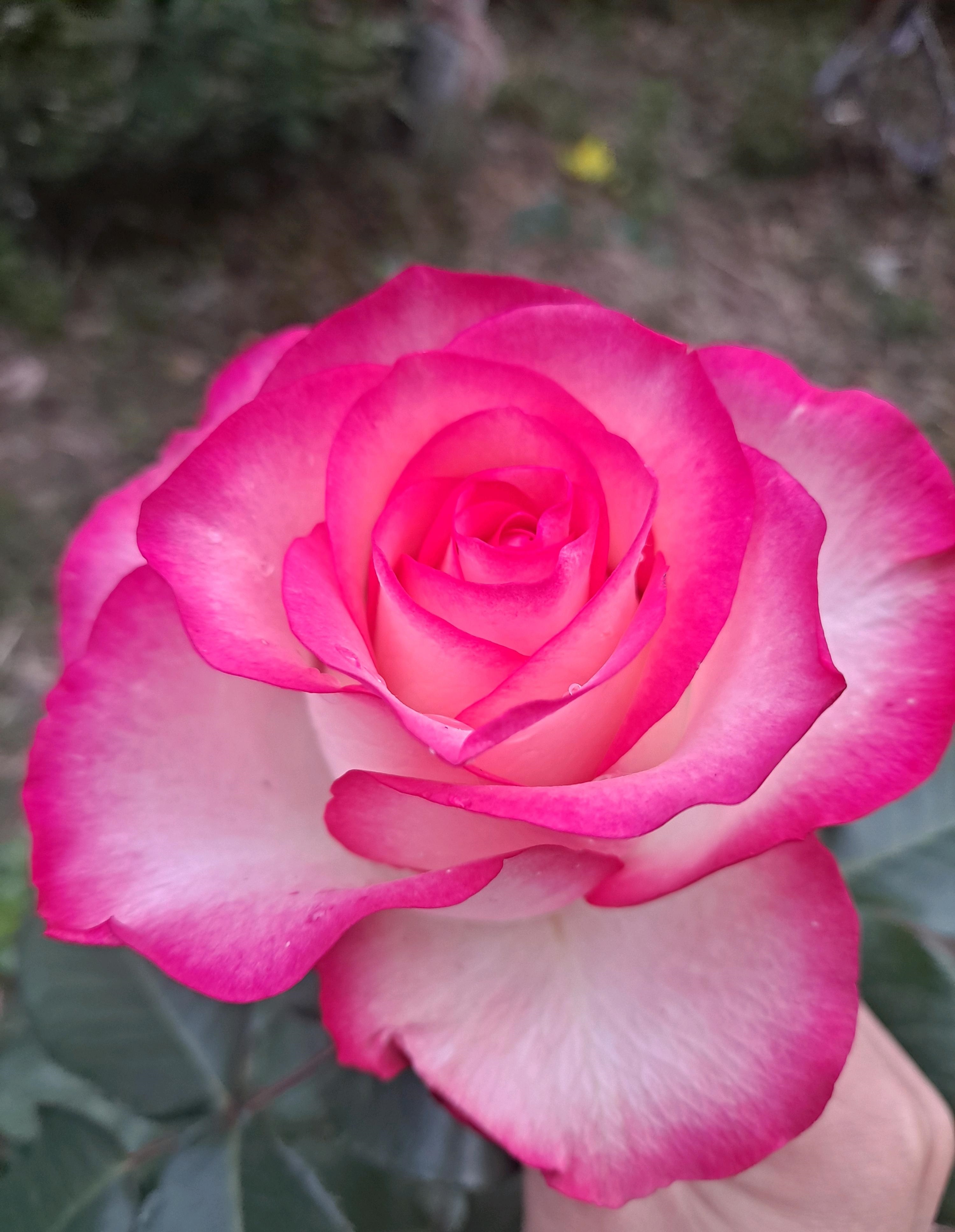 像艾莎一样花期长的月季,艾莎月季花品种大全