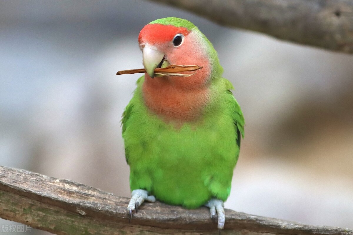 鹦鹉的指甲太长怎么办,鹦鹉到家指甲太长怎么办