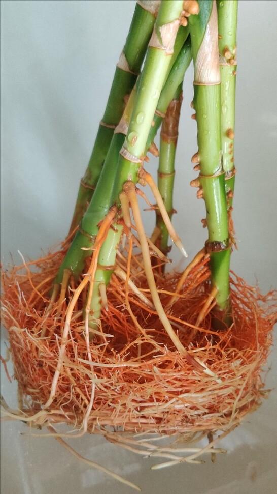 富贵竹应该怎么养才好活,你知道富贵竹怎么养吗