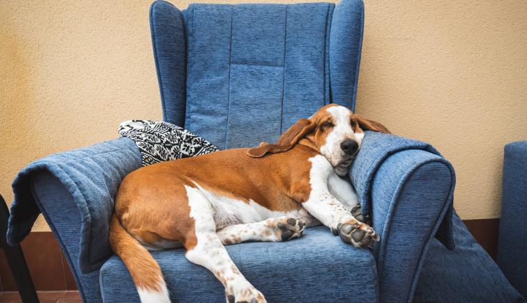 日本年轻一代御宅族,日本右翼御宅族