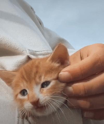 捡来的小橘把狗当妈妈,开始逐渐狗化,一起拆家、听指令、游泳…