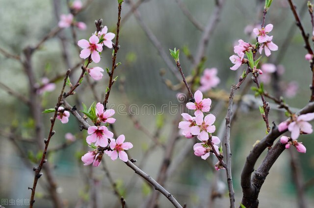 关于春天的古诗100首欣赏,春天古诗大全十首