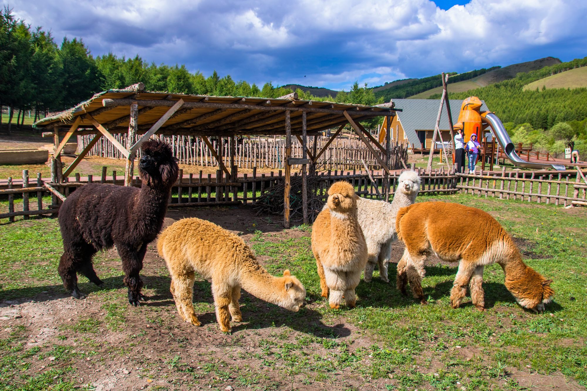 丰宁坝上七彩森林游玩攻略,丰宁坝上七彩森林