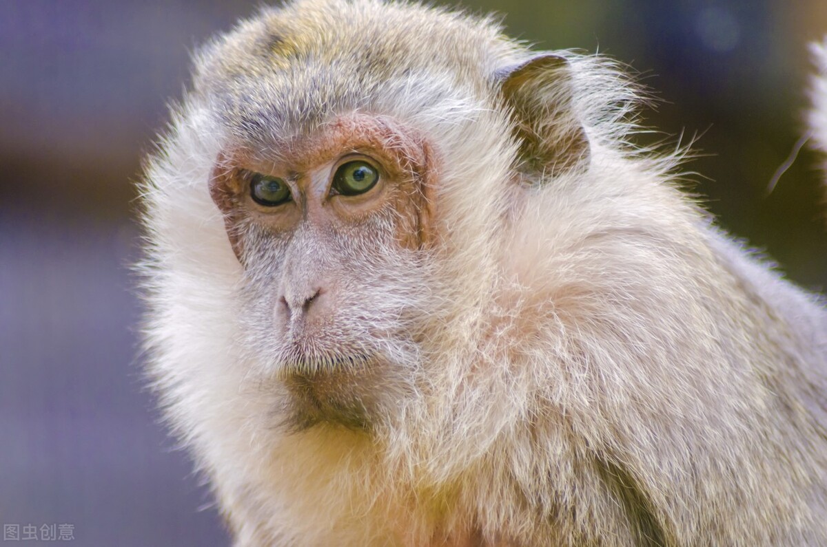 猴子身价倍增！从7000涨到16万，甚至“有价无猴”，发生了啥？